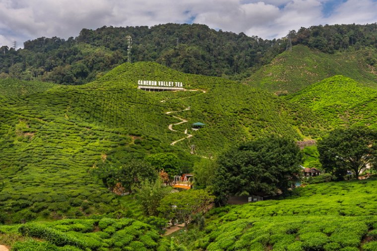 142 Cameron Highlands.jpg